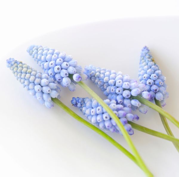 Persisk pärlhyacint